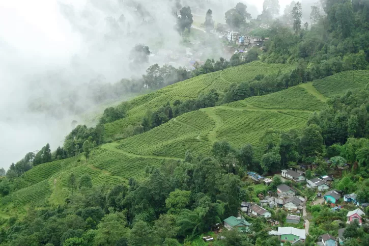 Darjeeling.png_1689773164.png